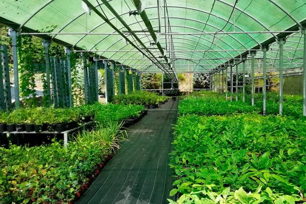 VIVERO