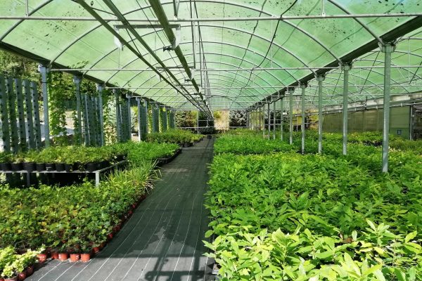 vivero-1